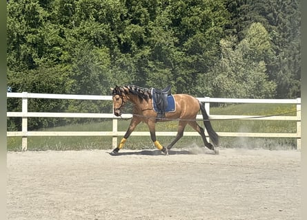 PRE Mix, Wałach, 4 lat, 163 cm, Bułana