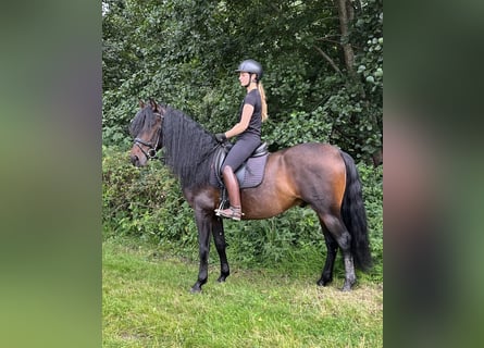PRE Mix, Wałach, 4 lat, 164 cm, Gniada