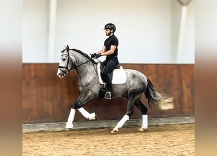 PRE Mix, Wałach, 4 lat, 165 cm, Siwa jabłkowita