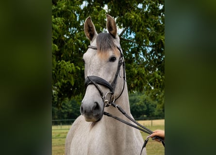 PRE, Wałach, 4 lat, 165 cm, Siwa jabłkowita