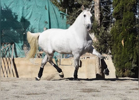 PRE Mix, Wałach, 4 lat, 165 cm, Siwa