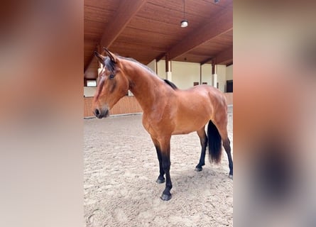 PRE Mix, Wałach, 4 lat, 165 cm
