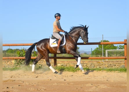 PRE, Wałach, 4 lat, 168 cm, Kara