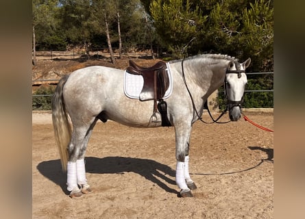 PRE, Wałach, 4 lat, 168 cm, Siwa