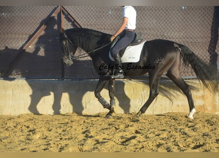 PRE Mix, Wałach, 4 lat, 168 cm, Skarogniada