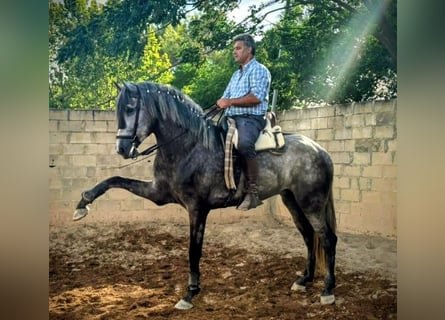 PRE Mix, Wałach, 4 lat, 170 cm, Siwa jabłkowita