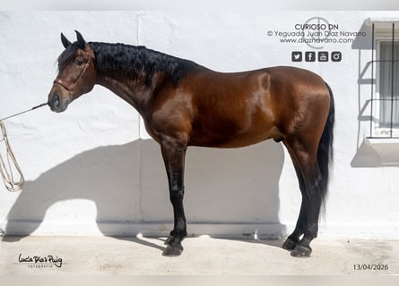 PRE, Wałach, 4 lat, 180 cm, Gniada