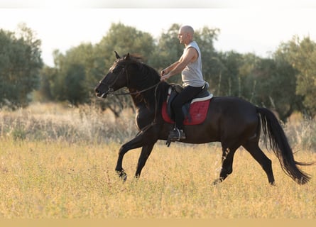 PRE Mix, Wałach, 5 lat, 153 cm, Kara