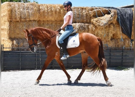 PRE, Wałach, 5 lat, 154 cm, Kasztanowata