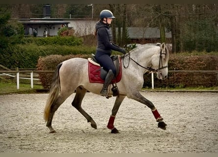 PRE, Wałach, 5 lat, 155 cm, Siwa