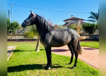 PRE Mix, Wałach, 5 lat, 159 cm, Siwa