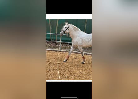 PRE Mix, Wałach, 5 lat, 160 cm, Siwa jabłkowita