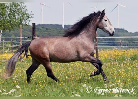 PRE Mix, Wałach, 5 lat, 162 cm, Siwa
