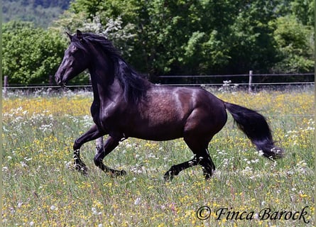 PRE Mix, Wałach, 5 lat, 163 cm, Kara