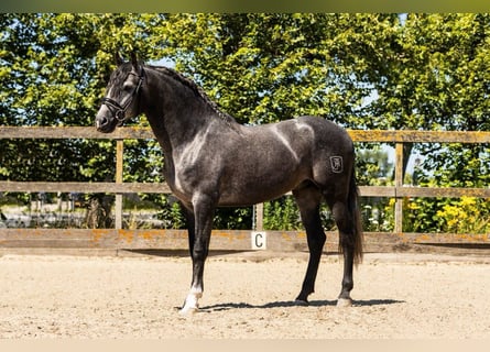 PRE Mix, Wałach, 5 lat, 164 cm, Siwa