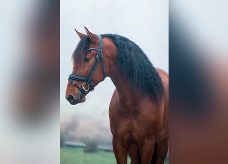 PRE Mix, Wałach, 5 lat, 165 cm, Ciemnogniada