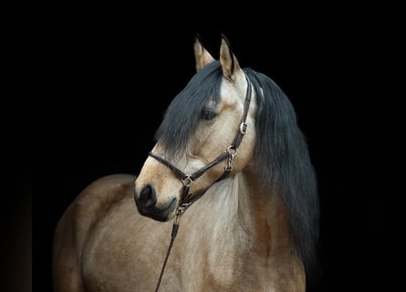 PRE Mix, Wałach, 5 lat, 165 cm, Jelenia