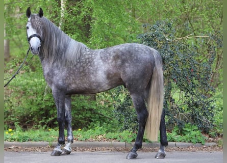 PRE Mix, Wałach, 5 lat, 165 cm, Siwa jabłkowita