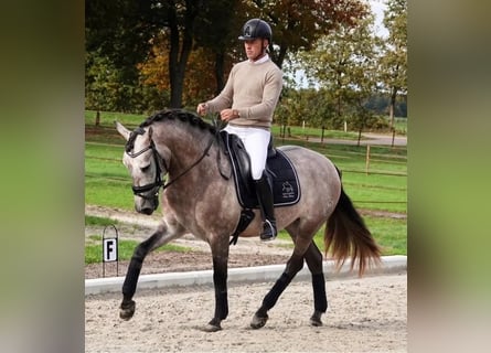 PRE, Wałach, 5 lat, 167 cm, Siwa