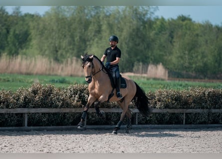 PRE Mix, Wałach, 5 lat, 175 cm, Jelenia