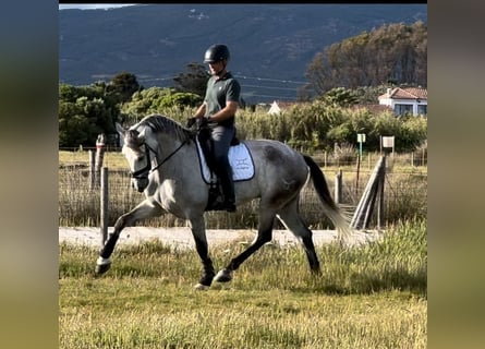 PRE Mix, Wałach, 5 lat, 175 cm, Siwa