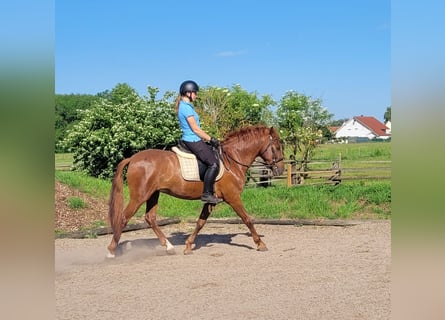 PRE Mix, Wałach, 6 lat, 153 cm, Kasztanowata