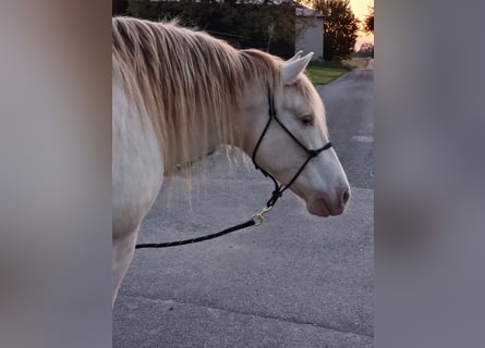 PRE Mix, Wałach, 6 lat, 153 cm, Perlino