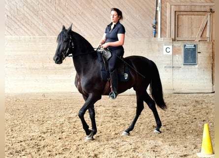 PRE, Wałach, 6 lat, 157 cm, Kara