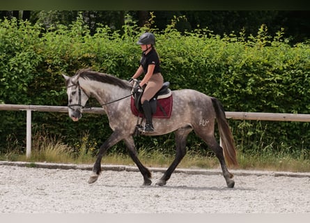 PRE Mix, Wałach, 6 lat, 158 cm, Siwa