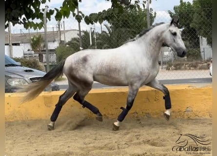 PRE Mix, Wałach, 6 lat, 163 cm, Siwa