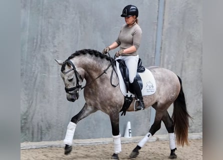 PRE Mix, Wałach, 6 lat, 163 cm, Siwa