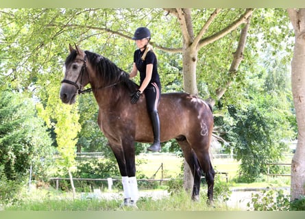 PRE Mix, Wałach, 6 lat, 164 cm, Siwa jabłkowita