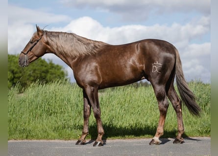 PRE Mix, Wałach, 6 lat, 165 cm, Izabelowata