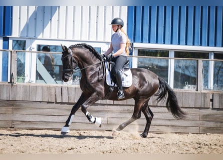 PRE Mix, Wałach, 6 lat, 165 cm, Kara