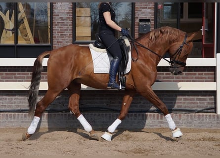 PRE Mix, Wałach, 6 lat, 167 cm, Gniada