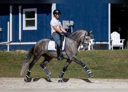 PRE, Wałach, 6 lat, 167 cm, Siwa