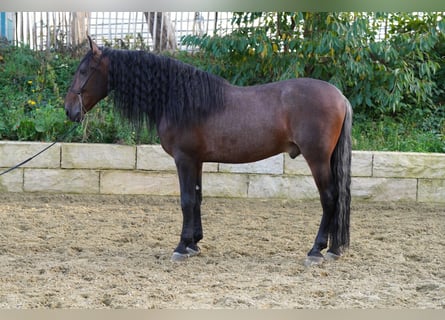 PRE, Wałach, 6 lat, 168 cm, Ciemnogniada