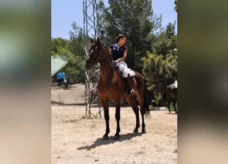 PRE Mix, Wałach, 6 lat, 168 cm, Gniada