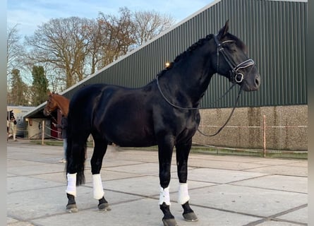 PRE Mix, Wałach, 6 lat, 168 cm, Kara