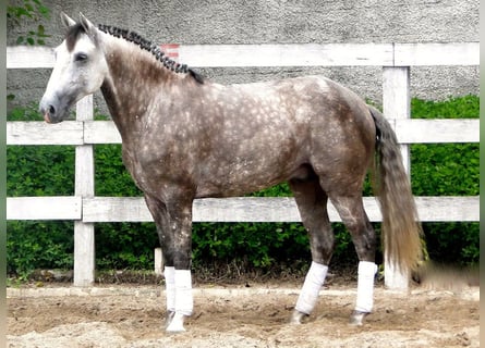 PRE, Wałach, 6 lat, 169 cm, Siwa