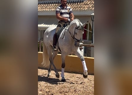PRE Mix, Wałach, 6 lat, 170 cm, Siwa jabłkowita