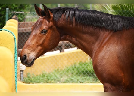 PRE Mix, Wałach, 7 lat, 158 cm, Gniada
