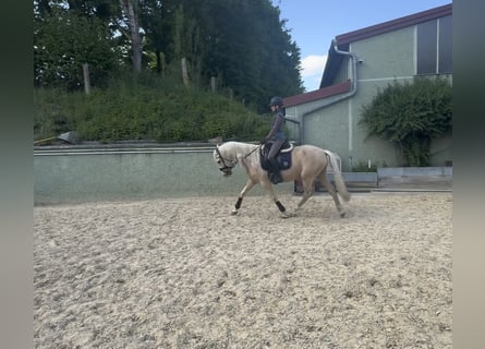 PRE Mix, Wałach, 7 lat, 158 cm, Izabelowata