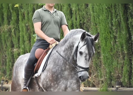 PRE, Wałach, 7 lat, 160 cm, Siwa