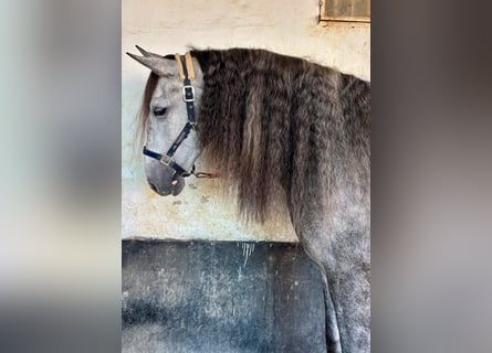 PRE, Wałach, 7 lat, 163 cm, Siwa jabłkowita