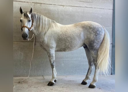 PRE Mix, Wałach, 7 lat, 163 cm, Siwa