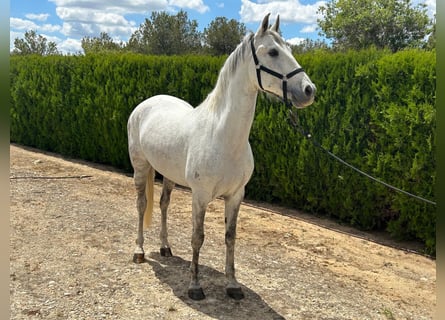 PRE Mix, Wałach, 7 lat, 163 cm, Siwa