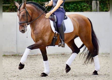 PRE Mix, Wałach, 7 lat, 164 cm, Gniada