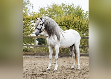 PRE Mix, Wałach, 7 lat, 166 cm, Siwa