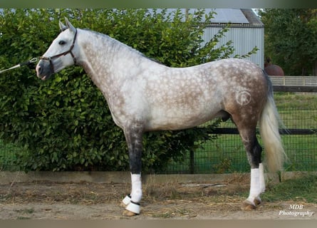 PRE Mix, Wałach, 7 lat, 167 cm, Siwa